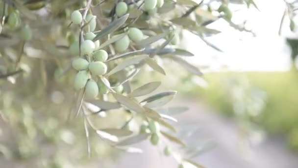 Olive Tree Branch Green Olives Close — Stock Video