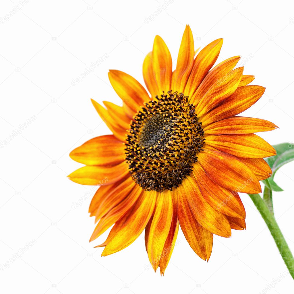 Bright Sunflower