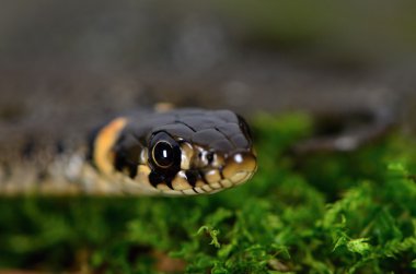 Ringsnake,