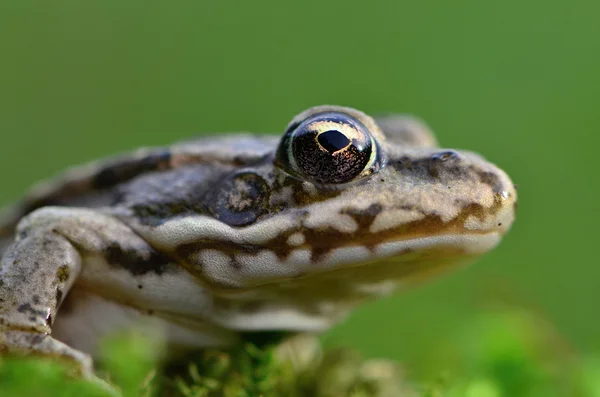 Marsh kikker — Stockfoto