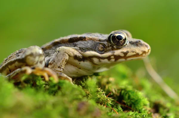 Sumpffrosch — Stockfoto