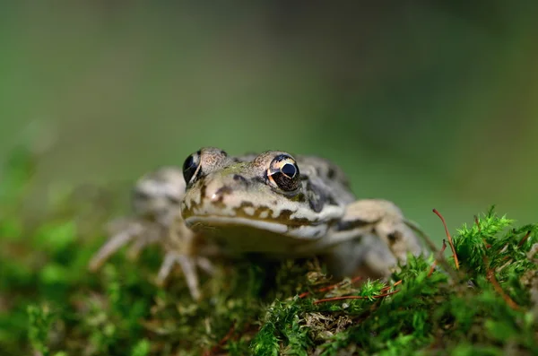 Rã-pântano — Fotografia de Stock