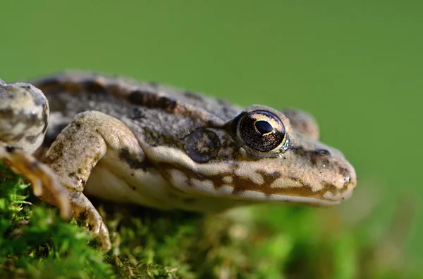 Marsh Frog — Stock Photo, Image