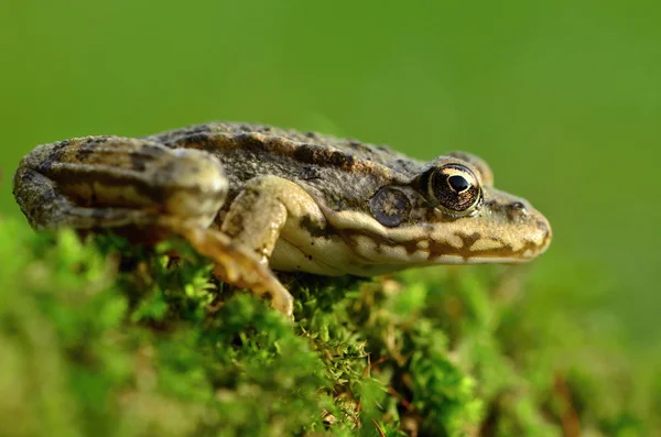 Marsh kurbağa — Stok fotoğraf