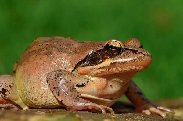 敏捷的青蛙 — 图库照片