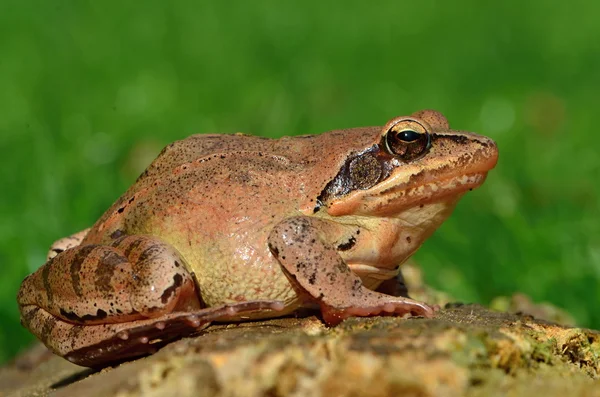 Agile frog — Stock Photo, Image