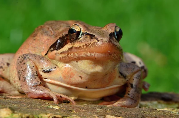 Zwinny żaba — Zdjęcie stockowe