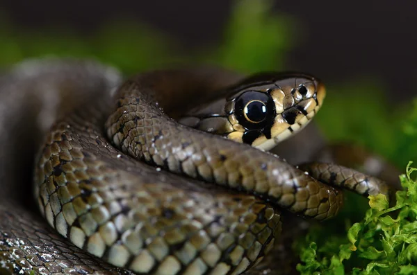 Ringed snake — Stock Photo, Image