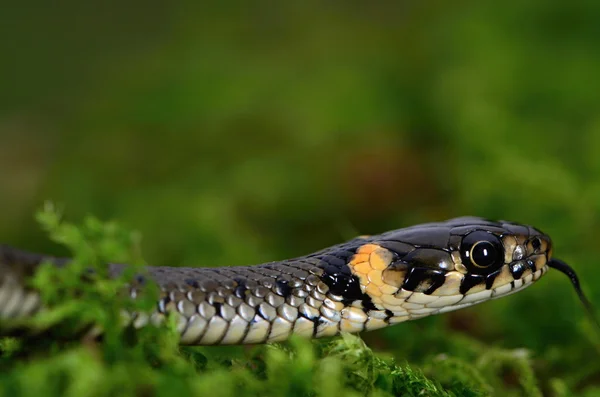 Змія кільчаста — стокове фото
