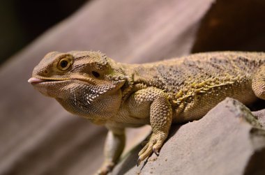 Agama