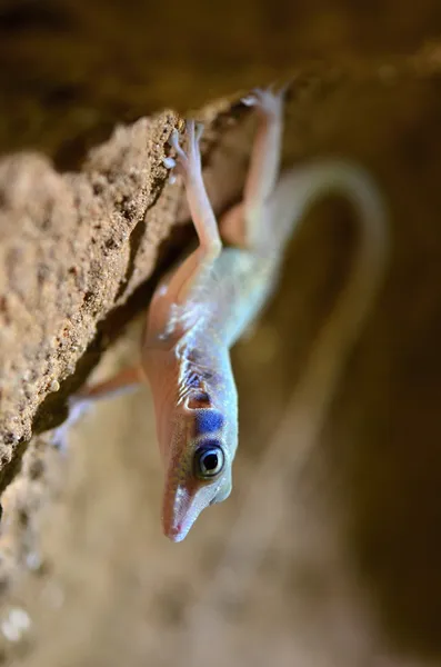 Anolis — Stockfoto