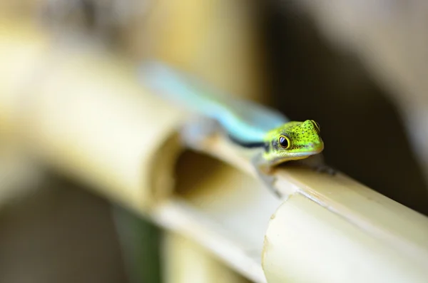 Anolis — Foto de Stock