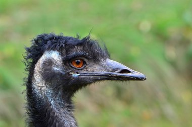 Emu Kuşu