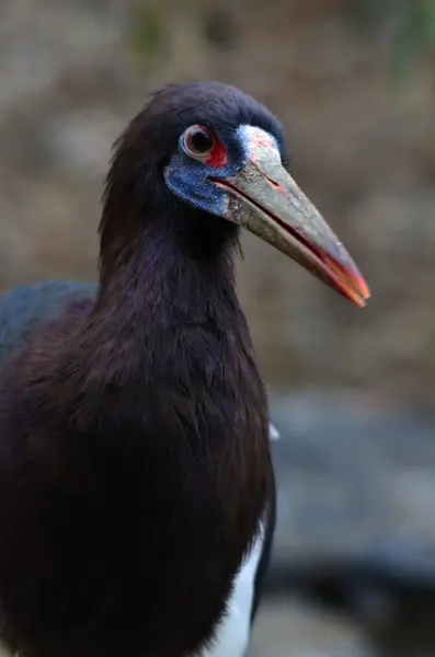 Stork — Stock Photo, Image