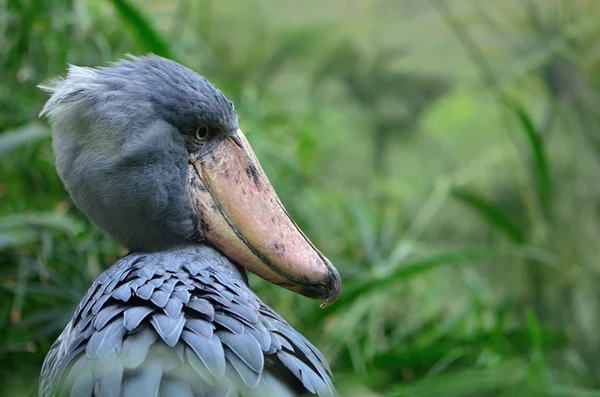 Shoebill — Φωτογραφία Αρχείου