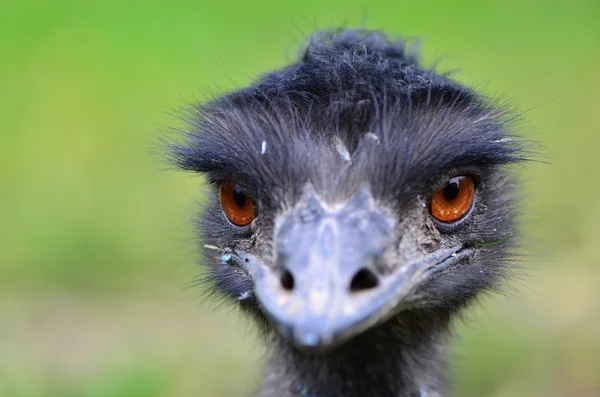 Pták EMU — Stock fotografie