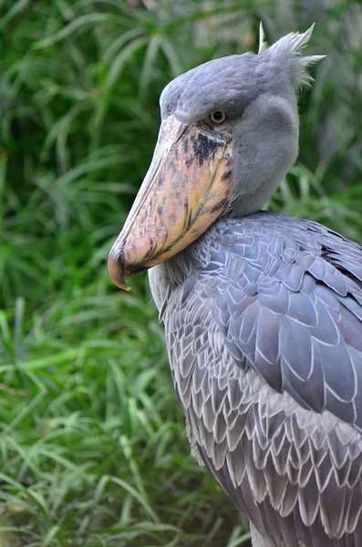 Shoebill — Φωτογραφία Αρχείου