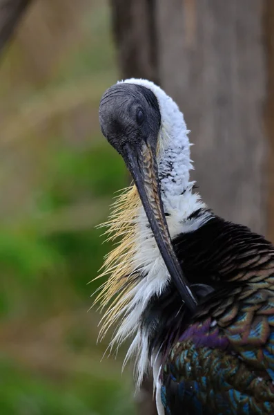 Threskiornis spinicollis — Stock Photo, Image