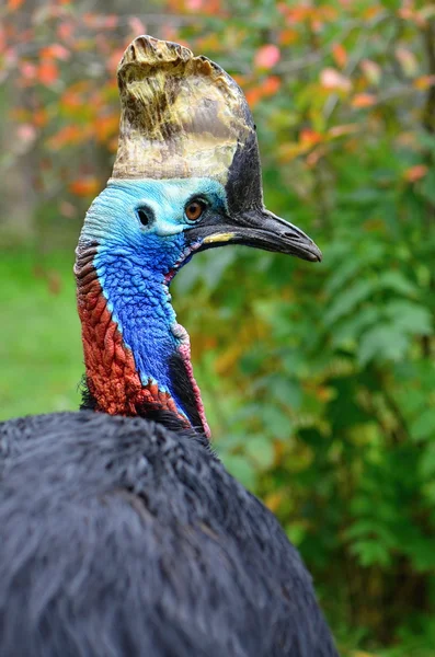 kazuar