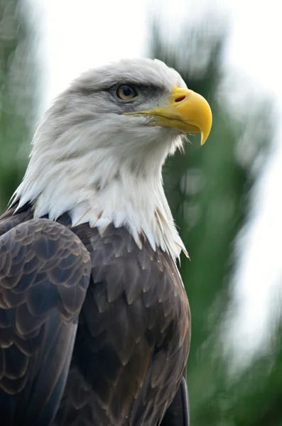 Eagle — Stock Photo, Image