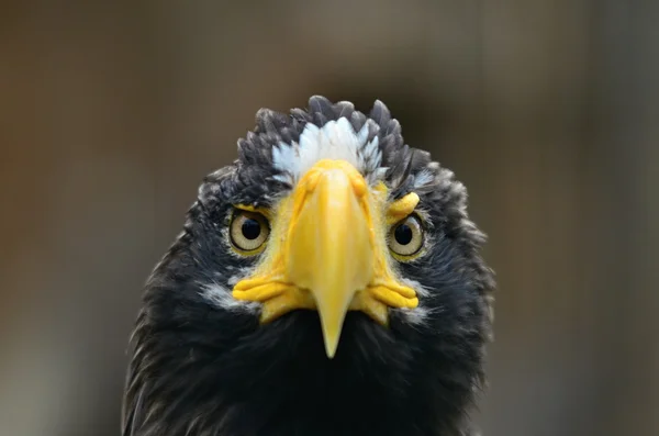 Oost-eagle — Stockfoto