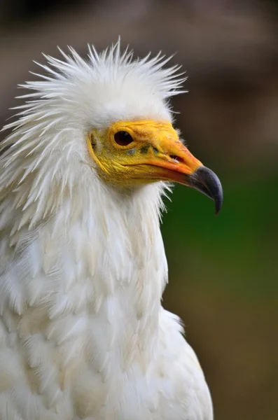 Abutre egípcio — Fotografia de Stock