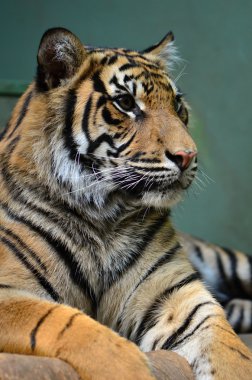 Tiger Hayvanat Bahçesi