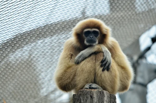 Gibbon — Stock Photo, Image