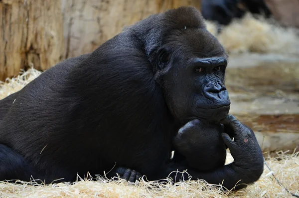 Gorila — Stock Photo, Image