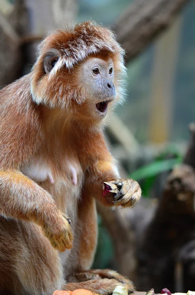 Javan langur — Stock Photo, Image