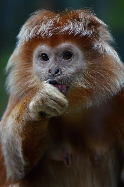 Langur — Stock Photo, Image