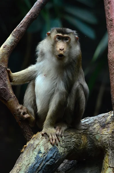 Macaca — Stock Photo, Image