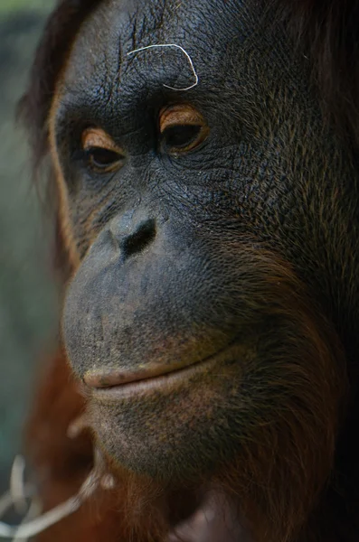 Orange-utan — Stockfoto