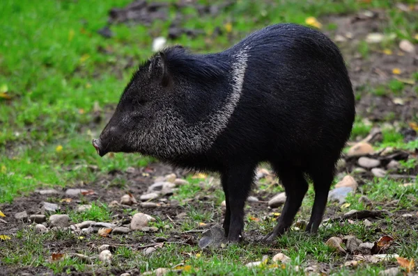 Peccaria — Fotografia de Stock