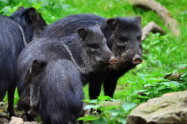 Peccary — Stock Photo, Image