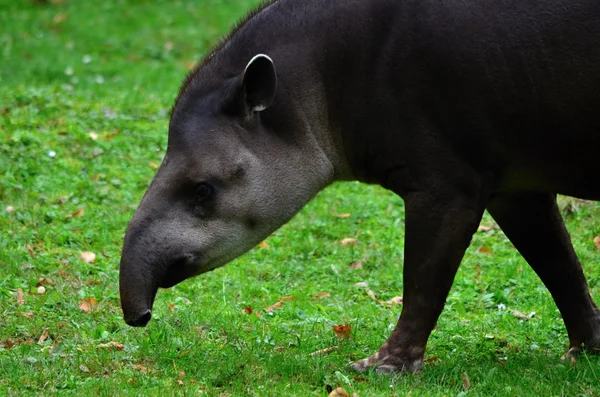 Tapirus — Fotografia de Stock