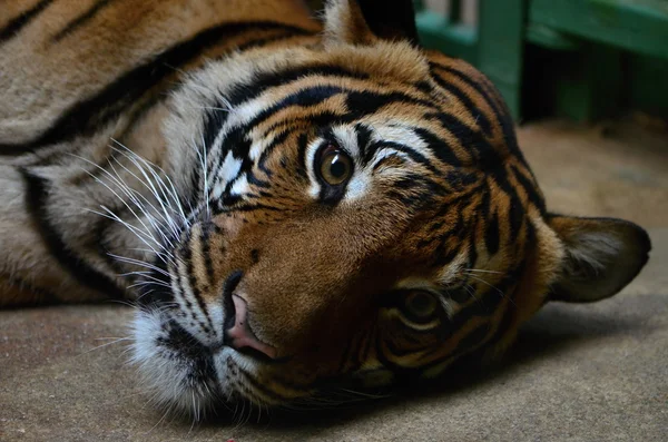 Tiger Hayvanat Bahçesi — Stok fotoğraf