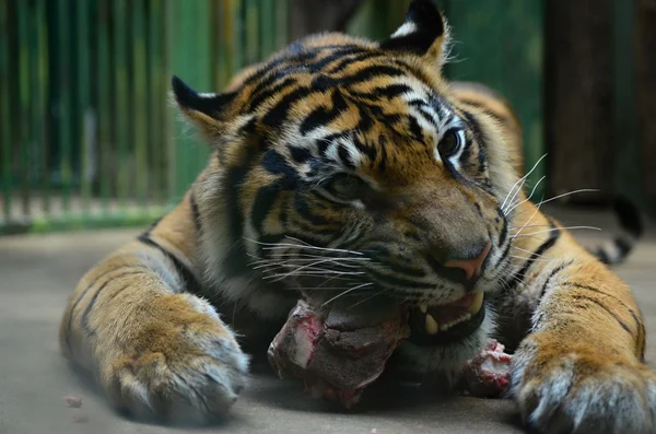 Tigru în grădina zoologică — Fotografie, imagine de stoc