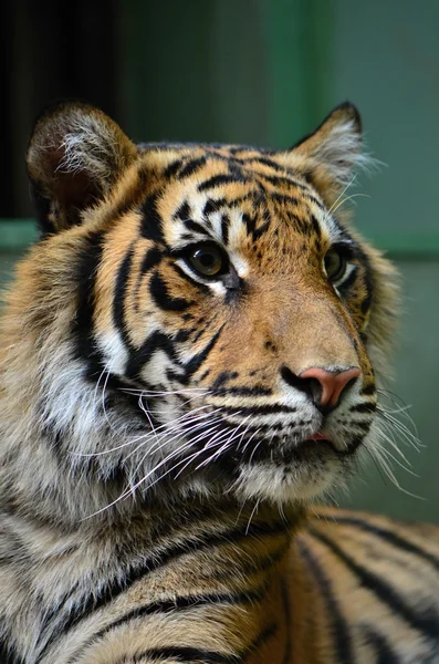 Tiger in dierentuin — Stockfoto
