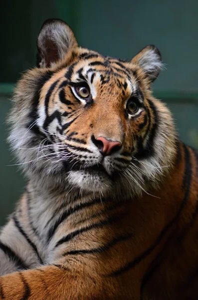 Tiger im Zoo — Stockfoto