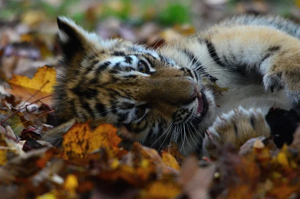 Tigru în grădina zoologică — Fotografie, imagine de stoc