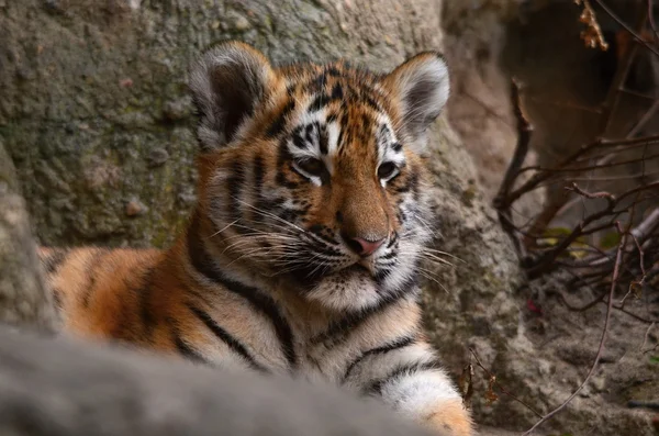 Tigre en zoológico —  Fotos de Stock