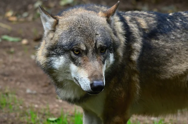 Lobo gris — Foto de Stock