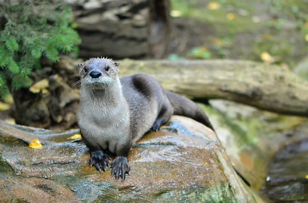 Lutra lutra — Foto de Stock