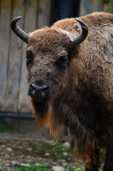 Bisonte europeo — Foto Stock