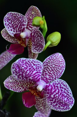 orkide