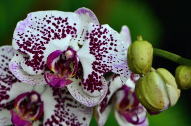 orkide