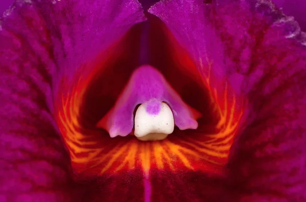 Orchid — Stock Photo, Image