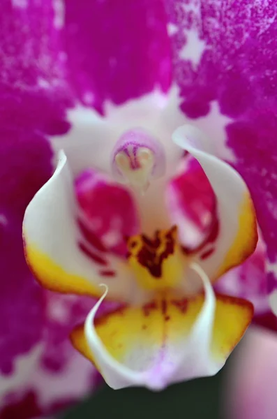 Orchidea — Foto Stock