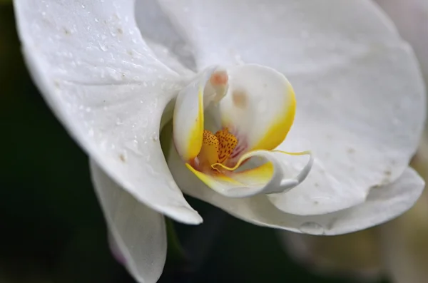 Orchidée — Photo